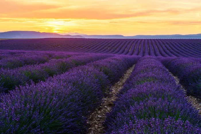 Framed Print : Lavender field Framed Print : Lavender field