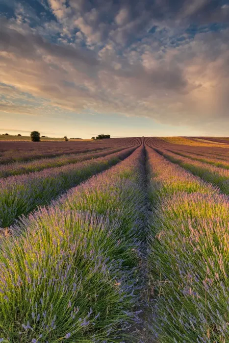 Framed Print : Lavender Field Framed Print : Lavender Field