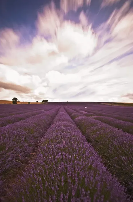 Framed Print : Lavender Field Framed Print : Lavender Field