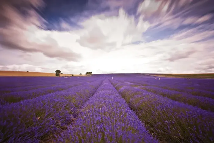 Framed Print : Lavender Field Framed Print : Lavender Field