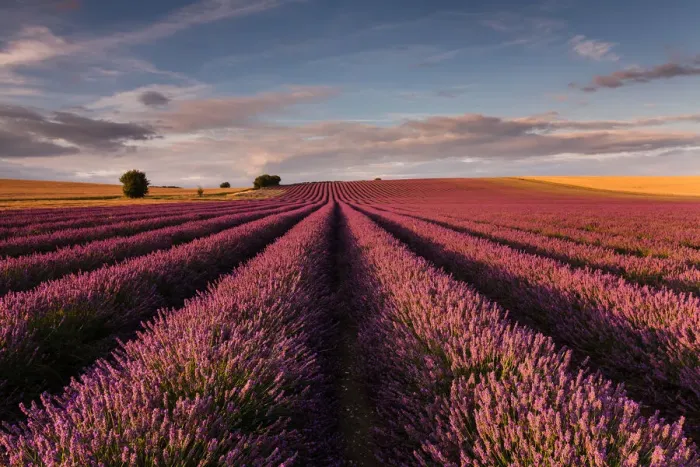 Framed Print : Lavender field Framed Print : Lavender field