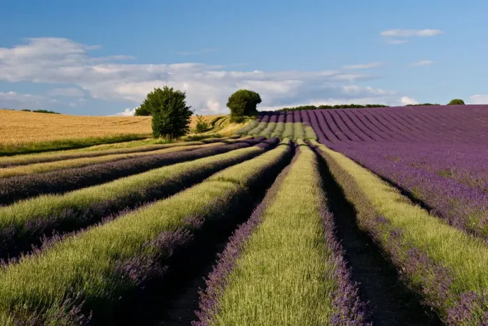 Framed Print : Lavender field Framed Print : Lavender field