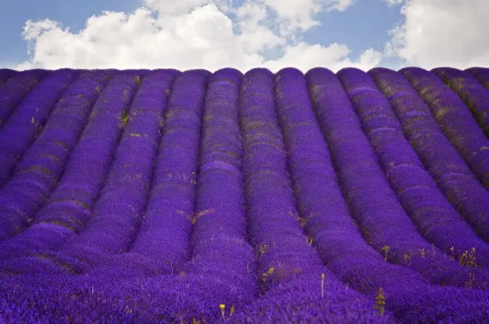 Framed Print : Lavender field