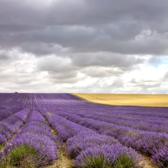 Framed Print : Lavender Field Framed Print : Lavender Field