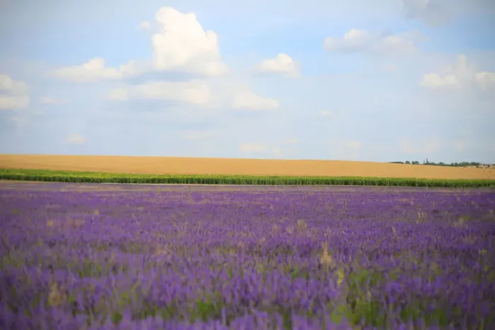 Framed Print : Lavender field with blue sky Framed Print : Lavender field with blue sky