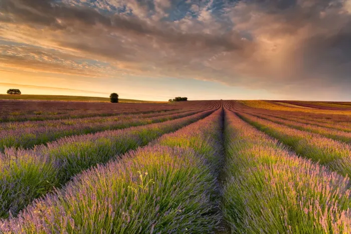 Framed Print : Lavender Field II