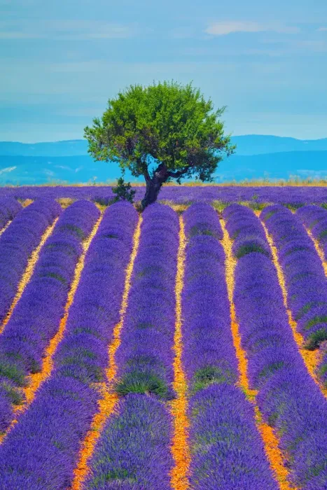 Framed Print : Lavender field in Provence Framed Print : Lavender field in Provence