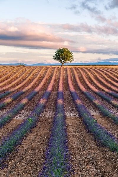 Lavender field and tree at dawn, Provence, France