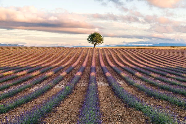 Lavender field and tree at dawn, Provence, France