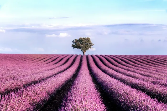 Framed Print : Lavender Field with a Tree in the end against the Sky during Summer Sunset
