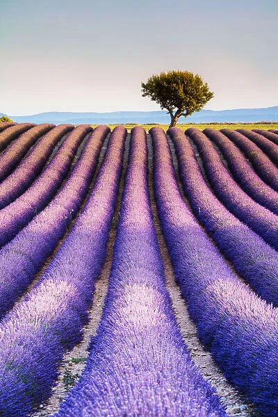 Lavender field and tree in Provence, France