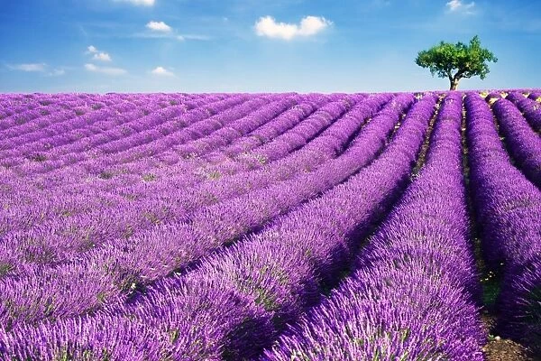 Lavender field and tree in summer
