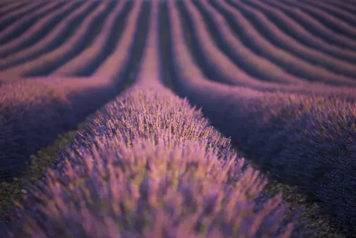 Framed Print : Lavender field in Valensole