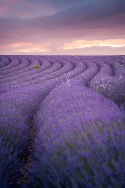 Lavender field Valensole Plateau, full bloom. Provence, Southern France