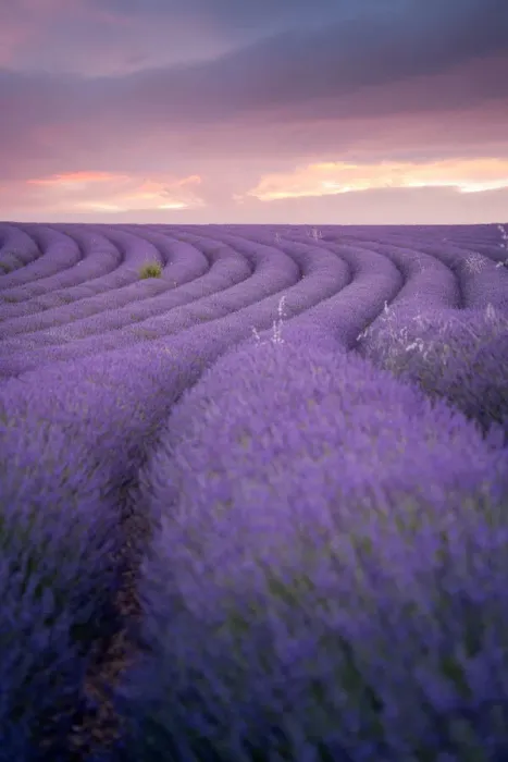 Framed Print : Lavender field Valensole Plateau, full bloom. Provence, Southern France Framed Print : Lavender field Valensole Plateau, full bloom. Provence, Southern France