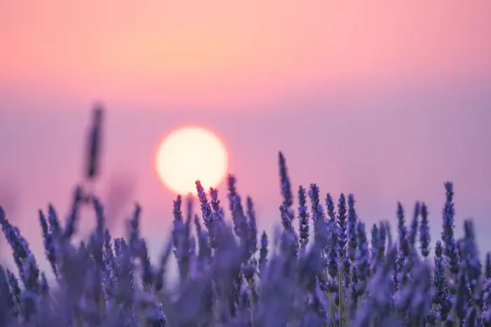 Framed Print : Lavender field Valensole Plateau, full bloom. Provence, Southern France