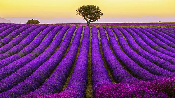 Lavender Field In Valensole Plateau During Sunset