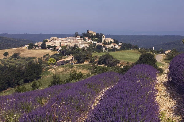 Lavender fields, Entrevennes, Provence, France, Europe
