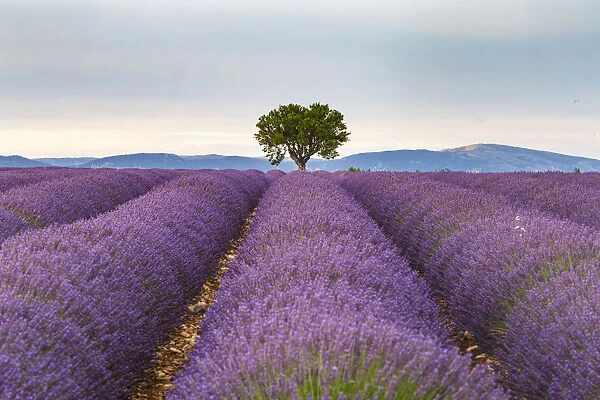 Lavender fields on the Plateau de Valensole, Provence