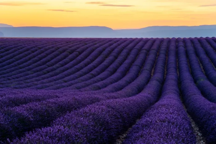 Framed Print : Lavender fields of Provence Framed Print : Lavender fields of Provence
