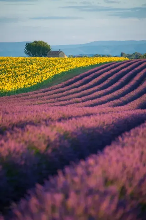 Framed Print : Lavender fields in provence, France Framed Print : Lavender fields in provence, France