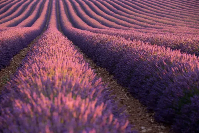 Framed Print : Lavender Fields in Provence, France Framed Print : Lavender Fields in Provence, France