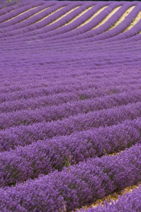 Framed Print : Lavender fields in provence, France Framed Print : Lavender fields in provence, France