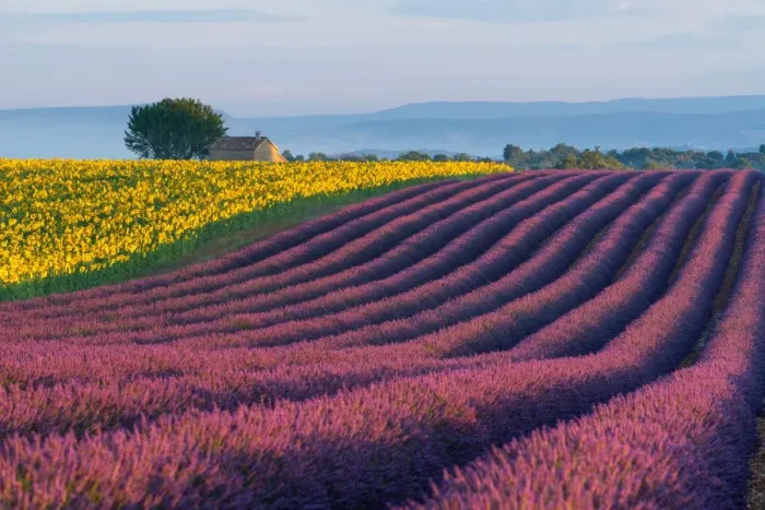 Framed Print : Lavender Fields in Provence, France