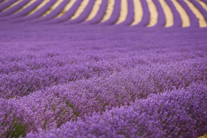 Framed Print : Lavender Fields in Provence, France Framed Print : Lavender Fields in Provence, France