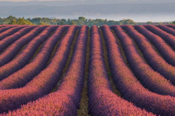 Framed Print : Lavender Fields in Provence, France Framed Print : Lavender Fields in Provence, France
