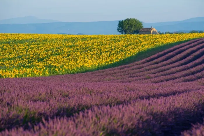 Framed Print : Lavender fields in Provence, France Framed Print : Lavender fields in Provence, France