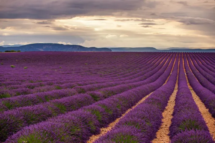 Framed Print : Lavender fields in Provence, France Framed Print : Lavender fields in Provence, France