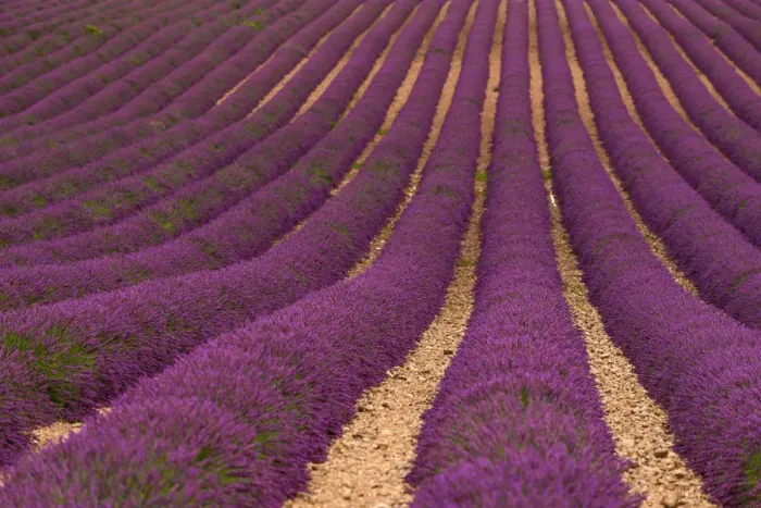 Framed Print : Lavender Fields in Provence, France Framed Print : Lavender Fields in Provence, France