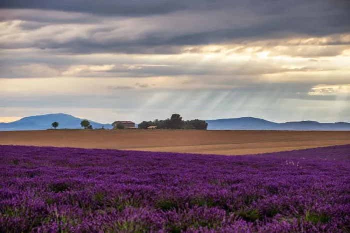 Framed Print : Lavender fields in Provence, France Framed Print : Lavender fields in Provence, France