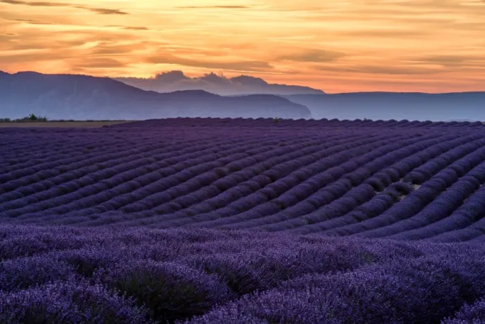 Framed Print : Lavender Fields in Provence, France Framed Print : Lavender Fields in Provence, France