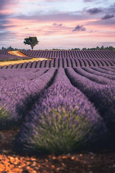 Lavender fields in Provence, France. Lonely tree, purple sunset
