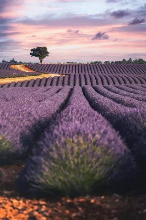 Framed Print : Lavender fields in Provence, France. Lonely tree, purple sunset Framed Print : Lavender fields in Provence, France. Lonely tree, purple sunset