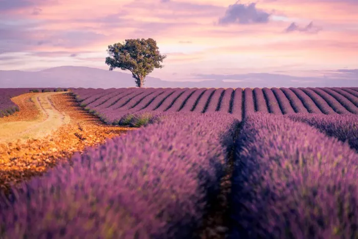 Framed Print : Lavender fields in Provence, France. Lonely tree, purple sunset