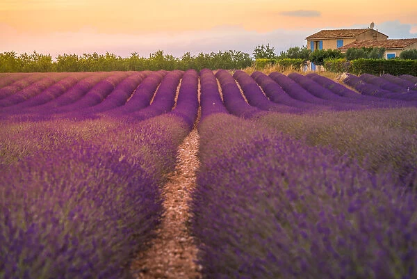 Lavender fields in the Valensole plateau
