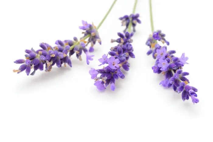 Framed Print : Lavender -Lavandula angustifolia- Framed Print : Lavender -Lavandula angustifolia-