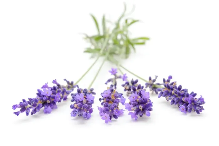 Framed Print : Lavender -Lavandula angustifolia- Framed Print : Lavender -Lavandula angustifolia-
