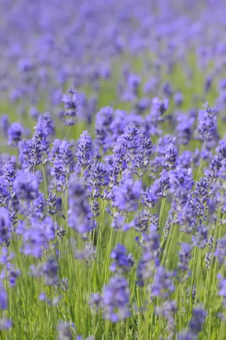 Framed Print : Lavender (Lavandula angustifolia) Framed Print : Lavender (Lavandula angustifolia)