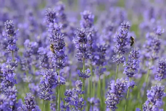 Framed Print : Lavender (Lavandula angustifolia) Framed Print : Lavender (Lavandula angustifolia)