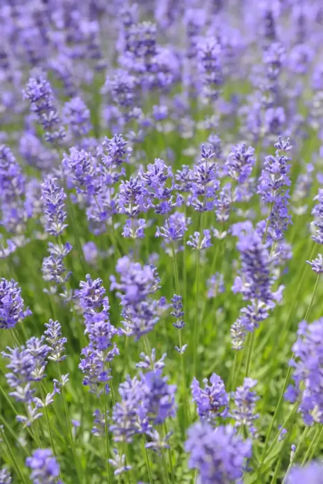 Framed Print : Lavender (Lavandula angustifolia) Framed Print : Lavender (Lavandula angustifolia)