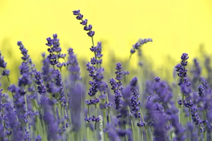 Framed Print : Lavender -Lavandula angustifolia, Syn. Lavandula officinalis, Lavandula vera- Framed Print : Lavender -Lavandula angustifolia, Syn. Lavandula officinalis, Lavandula vera-