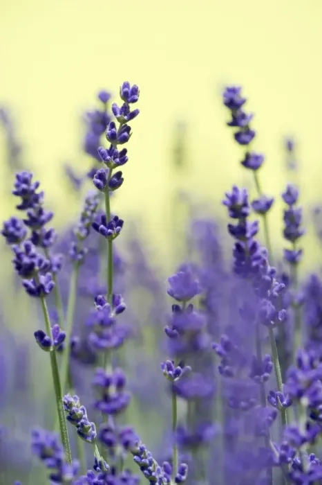 Framed Print : Lavender -Lavandula angustifolia, Syn. Lavandula officinalis, Lavandula vera- Framed Print : Lavender -Lavandula angustifolia, Syn. Lavandula officinalis, Lavandula vera-