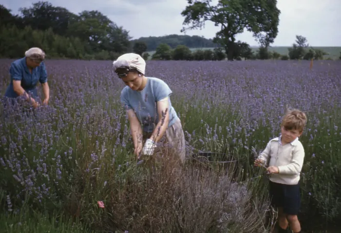 Framed Print : Lavender Picking Framed Print : Lavender Picking