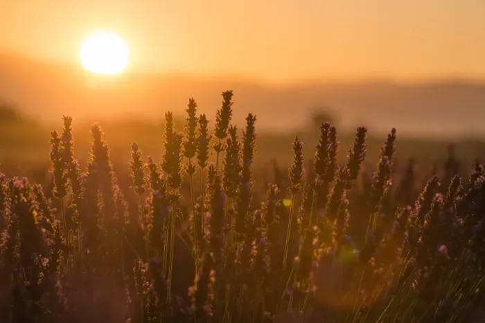 Framed Print : Lavender and Sunrise Framed Print : Lavender and Sunrise