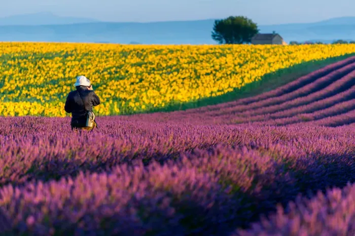 Framed Print : Lavender at Valensole Framed Print : Lavender at Valensole