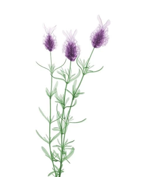 Lavender, X-ray